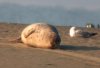 Common Seal at Westcliff Seafront (Paul Griggs) (21914 bytes)